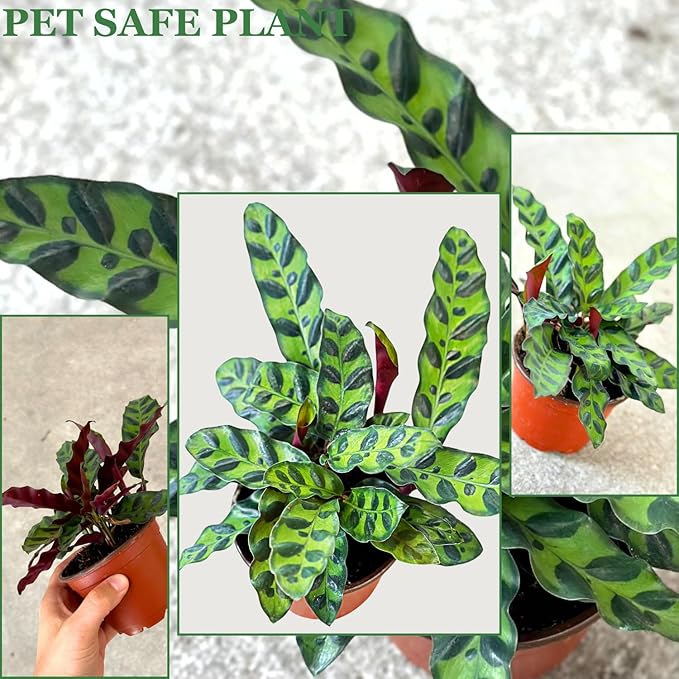 Rattlesnake Calathea Plant in 4" Pot - Live Rattlesnake Plant - Pet Safe Air Purifying Indoor Outdoor House Plants Flowers for Home Office Wedding Decor & Birthday Gift (Large)(Heat Pack Included)