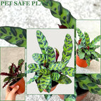 Rattlesnake Calathea Plant in 4" Pot - Live Rattlesnake Plant - Pet Safe Air Purifying Indoor Outdoor House Plants Flowers for Home Office Wedding Decor & Birthday Gift (Large)(Heat Pack Included)