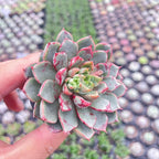 2" Live Succulent Plants Echeveria Firework, Mini Potted Succulents, Easy Care Indoor Houseplant, Unique Gifts, Home Office Décor