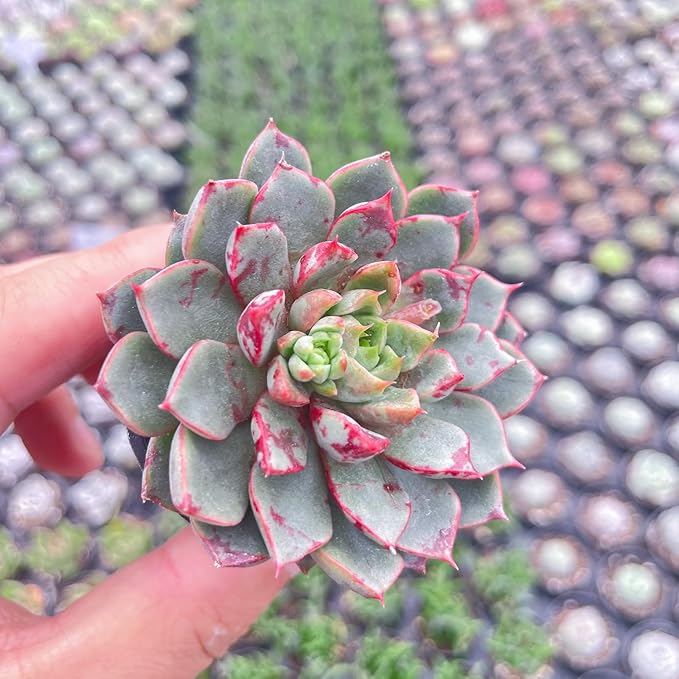 2" Live Succulent Plants Echeveria Firework, Mini Potted Succulents, Easy Care Indoor Houseplant, Unique Gifts, Home Office Décor