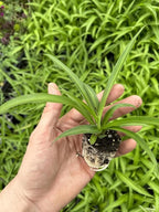 Live Green Spider Plants - 2 Starter Plugs for Home & Office Decor - Air Purifying Houseplants with White & Green Variegated Foliage - Easy to Grow Indoor Outdoor Garden Plant