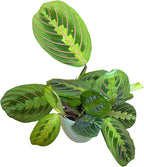 Live Plant, Red Maranta Prayer Plant, Pet Friendly, Air Purifying Plant, Easy Care, Easy to Grow Live Indoor Plant, Houseplant, Rare Indoor Plant, Home Décor 4.7 inch Pot (Sage)