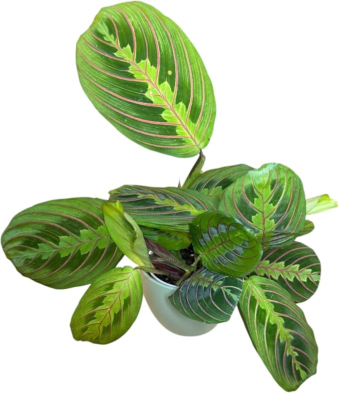 Live Plant, Red Maranta Prayer Plant, Pet Friendly, Air Purifying Plant, Easy Care, Easy to Grow Live Indoor Plant, Houseplant, Rare Indoor Plant, Home Décor 4.7 inch Pot (Sage)