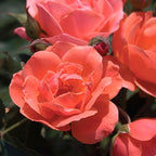 Perfect Plants Coral Knock Out Rose Bush in 1 Gallon Grower's Pot | Easy to Grow | Live Flowering Bush with Coral Pink Blooms | Great for Outdoor Garden Landscape Planting in Zones 5-11 | Full Sun