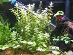 Bacopa caroliniana Easy Freshwater Live Aquarium Plant (8+ Stems)