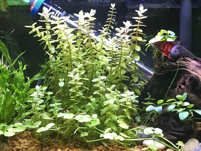Bacopa caroliniana Easy Freshwater Live Aquarium Plant (8+ Stems)