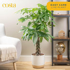 Costa Farms White Bird of Paradise & Money Tree Live Plants in Decorative Pots, Large Indoor Houseplants, Home, Room, or Office Decor, House Warming or Birthday Gift, 3-4 Feet, Pack of 2