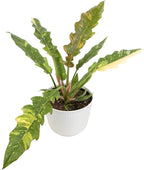 Variegated Ring of Fire Philodendron Houseplant Decor, Air Purifying Houseplants in 6" White Pot, Unique Live Gift, Indoor Planters, Real Plants, Decorative Variegated Plants by Plants for Pets