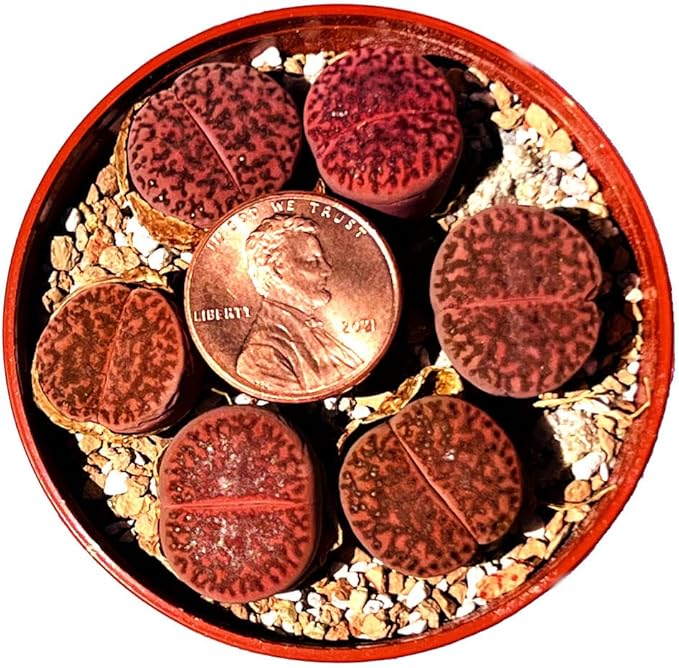 One Lithops Bromfieldii Glaudinae 'Ember' Rare Purple Succulent Plant - Sold Individually (Medium)