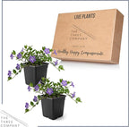 Live Vinca Minor Periwinkle 2-Pack – Bowles Blue – Evergreen Shade Groundcover Perennial, 6” Tall, 1 Qt Pot