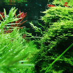 Java Moss Freshwater Live Aquarium Plants on Pad Easy Aquascaping for Fish Tank Decoration