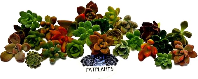 Fat Plants San Diego Miniature Rosette Succulent Cuttings (15)