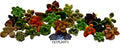 Fat Plants San Diego Miniature Rosette Succulent Cuttings (25)