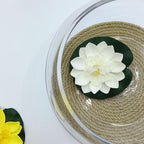 10" Large Glass Lotus Bowl Planter with Braided Tray Round Clear Glass Water Lily Flower Pot Indoor Hydroponic Aquatic Plant Bonsai Vase Can As a Fish Tank