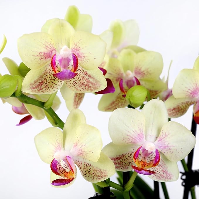 Green Circle Growers 5" Yellow Orchid in Rockefeller Beige Planter, Live Plant – Thankful for You