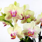 Green Circle Growers 3" Petite Yellow Orchid in Evi White Planter, Live Plant – Best Teacher Ever