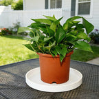 2 Pack 8 inch Plant Saucer Drip Tray, Heavy Sturdy Plastic Planter Flower Pot Drainage Tray Plate Saucers for Indoor Outdoor Garden, Plant Water Drip Trays for pots Base (8", Creamy White)