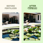 Lotus Fertilizer – Fish Safe Liquid Plant Food for Bigger Lotus Blooms & Stronger Roots 8 oz