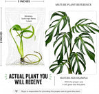 Monstera Burle Marx Flame Tissue Culture Starter Plant, Tropical Plants Live Houseplants for Collectors, Live Plants for Indoor Garden