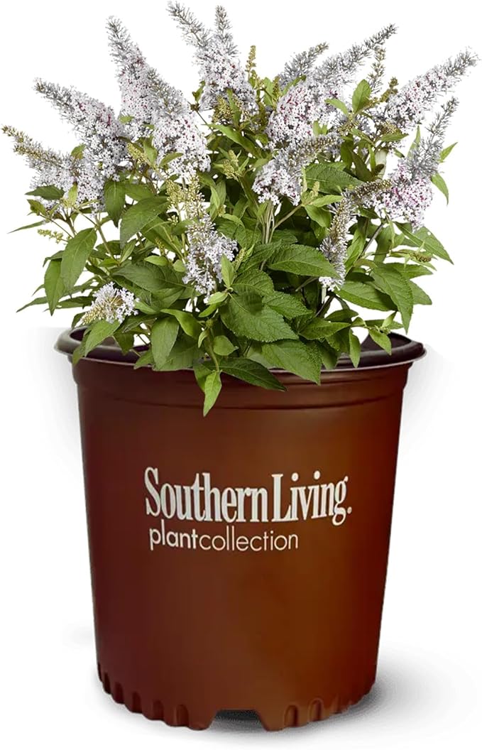 Perfect Plants Butterfly Candy Li'l Coconut Butterfly Bush in 1 Gallon Grower's Pot | Live White Blooming Flowering Shrub for Outdoors & Containers | Attracts Pollinators | Compact Plant | Zones 5-10