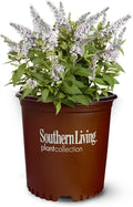 Perfect Plants Butterfly Candy Li'l Coconut Butterfly Bush in 1 Gallon Grower's Pot | Live White Blooming Flowering Shrub for Outdoors & Containers | Attracts Pollinators | Compact Plant | Zones 5-10