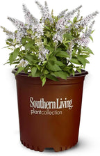 Perfect Plants Butterfly Candy Li'l Coconut Butterfly Bush in 1 Gallon Grower's Pot | Live White Blooming Flowering Shrub for Outdoors & Containers | Attracts Pollinators | Compact Plant | Zones 5-10