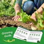 Heirloom Lettuce Seeds - 5 Varieties, Non-GMO Seeds for Planting - Black Seeded Simpson, Iceberg, Buttercrunch, Parris Island Cos & Lolla Rossa Lettuce - Home Garden & Hydroponic Seeds