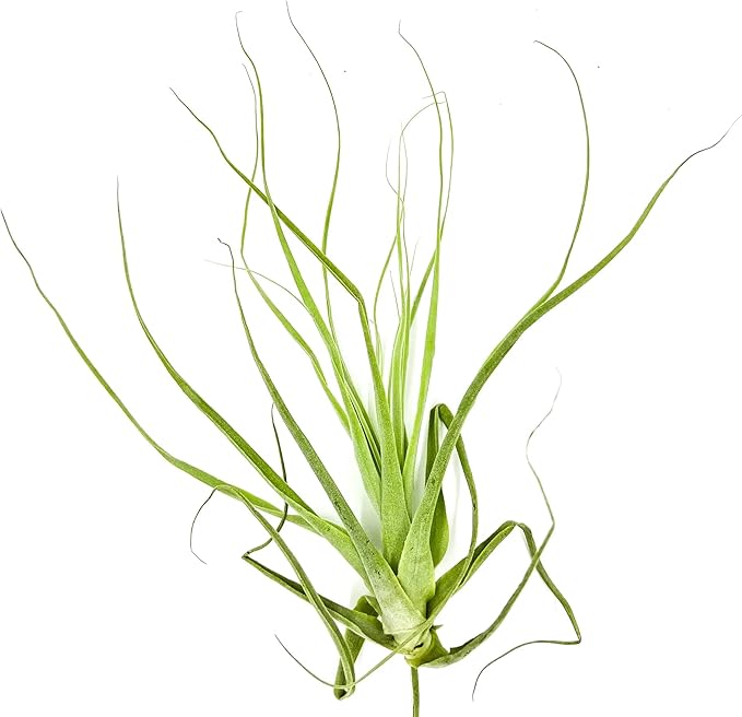 ragnaroc Air Plants - Tillandsia Straminea Jumbo 6-9" - 1ct - Live Arrival Guaranteed - House Plants for Home Decor & Gift