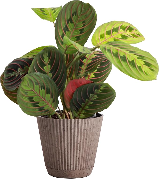 Thorsen's Greenhouse Red Prayer Plant, Live Indoor Plant, Pet Friendly, Popular Houseplant, Red Maranta, Easy to Grow, 4" Diameter Pot (Coffee)