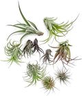 ragnaroc Air Plants - Freyja Gift Box - 10ct - Live Arrival Guaranteed - House Plants for Home Decor & Gift