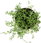 String of Dolphins Plant Live Succulents, Succulents Plants Live in Hanging Planter, Succulents Live Plants Indoor Plants Live Houseplants, Hanging Plants Live Succulent Plants Live by Plants for Pets
