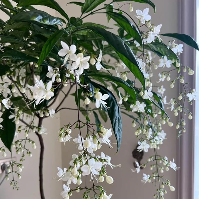 Climbing Jasmine Flower Seeds for Planting, 100 Jasminum Sambac Seeds, Perennial Flower Plants, Non-GMO Heirloom Climbing Jasmine Seed for Home Garden, Balcony, Vertical Garden Decor