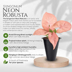 Syngonium Neon Robusta Plant (4 Pack) Live Starter Plants, Pink Arrowhead Vine Houseplants, Easy Care Indoor Tropical Plants Live, Colorful Foliage Plants