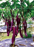 Bundle: Fava Bean Seeds + Ping Tung Long Eggplant Seeds