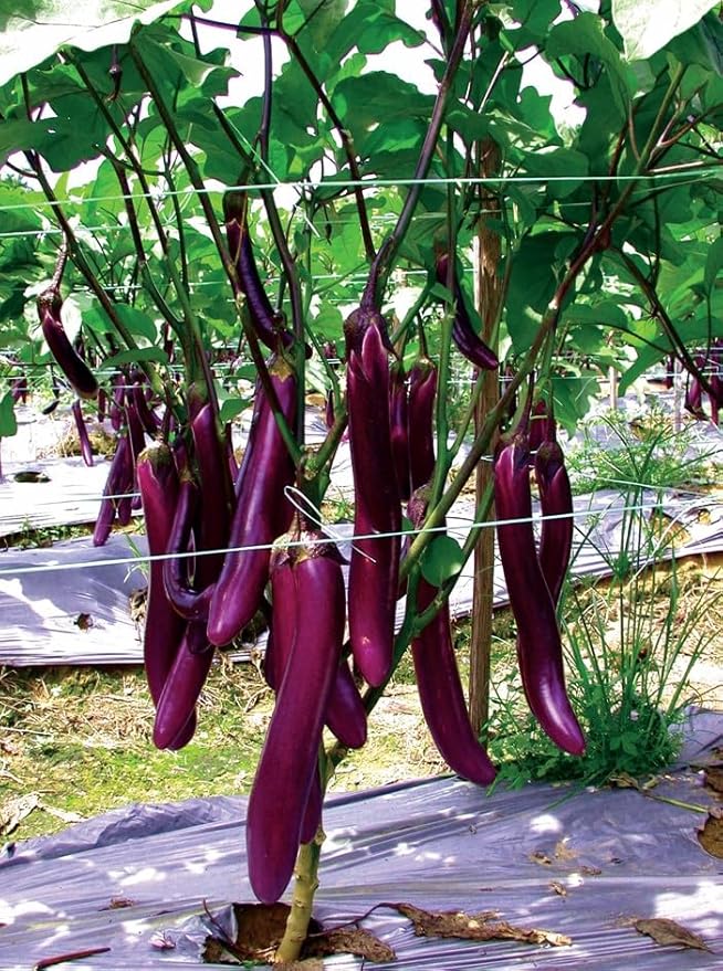 Bundle: Long Ping Tung Eggplant Seeds + Black Beauty Zucchini Seeds for Planting
