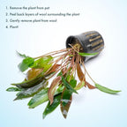 SubstrateSource Cryptocoryne Live Aquarium Plants - Freshwater Plant for Aquariums, Planted Fish Tanks - Beginner Friendly (Affinis Red, 1 Pot (3-5 Plants))
