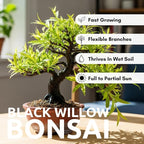 Black Willow Bonsai Tree Cutting to Grow - Dark Branches - Fast Growth, Good for Training - Easy-to-Root for Beginners & Experts, Indoor or Outdoor Planting - Gift for Plant Lovers