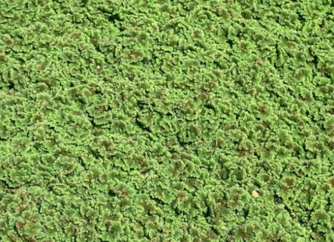 Azolla, Fairy Moss, Water Plant, Aquatic (1, 2"x2")