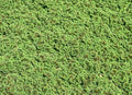 Azolla, Fairy Moss, Water Plant, Aquatic (1, 2"x2")