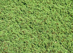 Azolla, Fairy Moss, Water Plant, Aquatic (1, 2"x2")