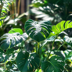 50pcs Mixed Monstera Plant Seeds, Rare Tropical Foliage Variety, Easy to Grow Houseplant, Indoor & Outdoor Decorative Greenery, Exotic Jungle Vibes for Home or Garden Planters