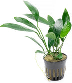 SubstrateSource Anubias Live Aquarium Plants - Potted Freshwater Plant for Fish Tanks, Terrariums - Beginner Friendly Low Light (Congensis, 1 Pot)
