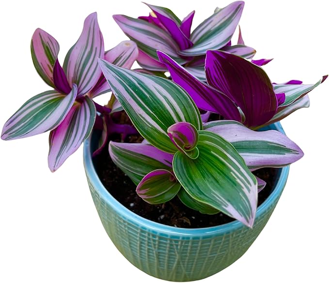 PLANTVERS Tradescantia Nanouk Lilac in a Nursery Pot | Pink Wandering Jew | Easy Care Hardy Indoor Houseplant | Low Light Air Purifier Plant | Office Plant (4 Plants in3 Nursery)