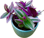 PLANTVERS Tradescantia Nanouk Lilac in a Nursery Pot | Pink Wandering Jew | Easy Care Hardy Indoor Houseplant | Low Light Air Purifier Plant | Office Plant (4 Plants in3 Nursery)