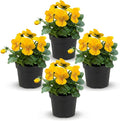 Live Healthy Flowering Pansies - Yellow (4 Plants Per Pack), Beautiful Winter Color, 6" Tall by 4" Wide in 1 Pint Square Pot
