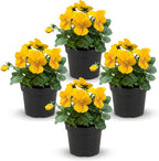 Live Healthy Flowering Pansies - Yellow (4 Plants Per Pack), Beautiful Winter Color, 6" Tall by 4" Wide in 1 Pint Square Pot