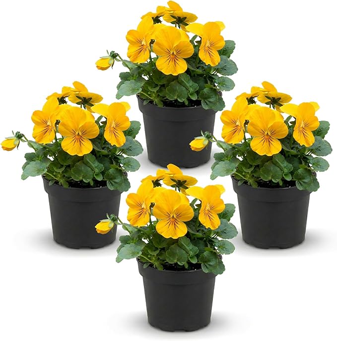Live Healthy Flowering Pansies - Yellow (4 Plants Per Pack), Beautiful Winter Color, 6" Tall by 4" Wide in 1 Pint Square Pot