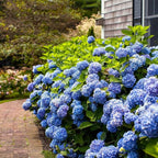 Brighter Blooms - Endless Summer® The Original Reblooming Hydrangea, 3 Gallon - No Shipping to AK, AZ, HI