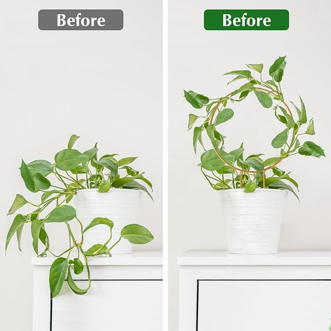 Hoya Trellis 3 Size Indoor Plants Flower Support Stakes Round or Heart Metal Trellis Set Garden Tool Accessories for Small Potted Vine Climbing Houseplants (GoldenC)