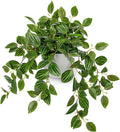 Briful Artificial Plants Indoor Fake Potted Silk Plants Faux Watermelon Peperomia Draping Plant for Home Office Bathroom Shelf Cabinet Tabletop Decoration(Green - 1 Pack)
